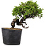 Juniperus Chinensis Itoigawa, 22 cm, ± 20 years old