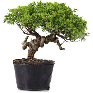 Juniperus Chinensis Itoigawa, 23 cm, ± 20 anni