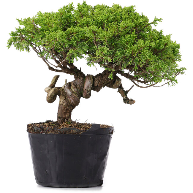 Juniperus Chinensis Itoigawa, 23 cm, ± 20 ans