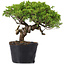Juniperus Chinensis Itoigawa, 23 cm, ± 20 años