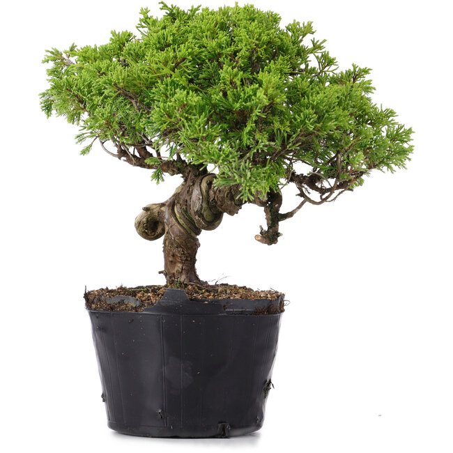 Juniperus Chinensis Itoigawa, 23 cm, ± 20 ans