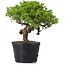 Juniperus Chinensis Itoigawa, 23 cm, ± 20 jaar oud