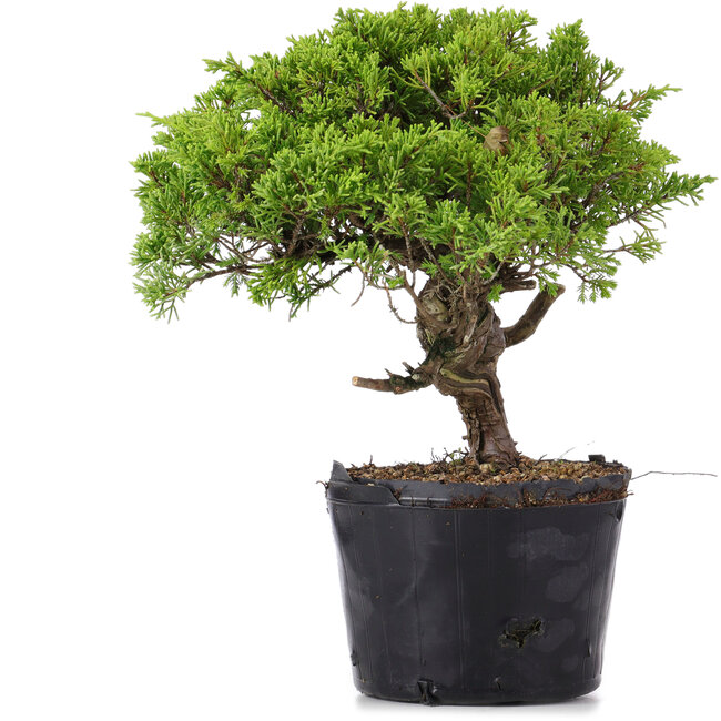 Juniperus Chinensis Itoigawa, 23 cm, ± 20 ans