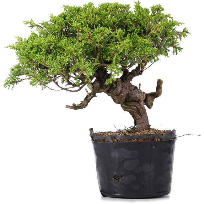 Juniperus Chinensis Itoigawa, 23 cm, ± 20 jaar oud