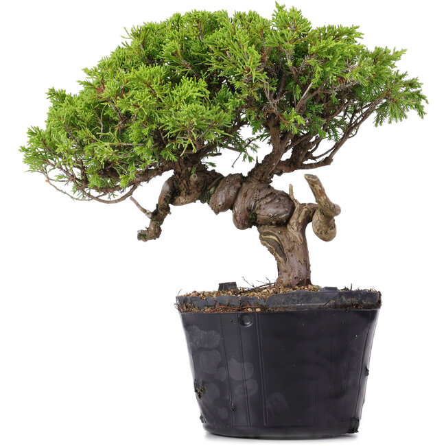 Juniperus Chinensis Itoigawa, 23 cm, ± 20 Jahre alt