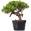 Juniperus Chinensis Itoigawa, 23 cm, ± 20 Jahre alt