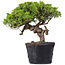 Juniperus Chinensis Itoigawa, 23 cm, ± 20 years old