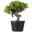 Juniperus Chinensis Itoigawa, 23 cm, ± 20 ans