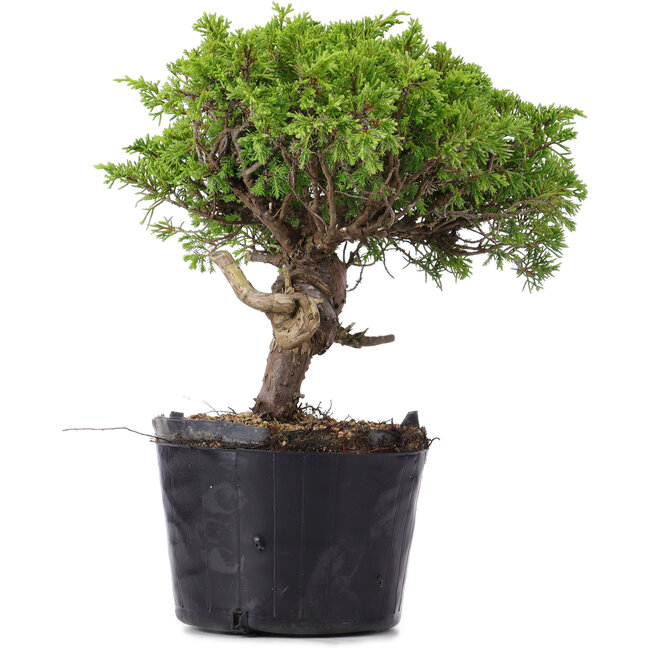 Juniperus Chinensis Itoigawa, 23 cm, ± 20 jaar oud