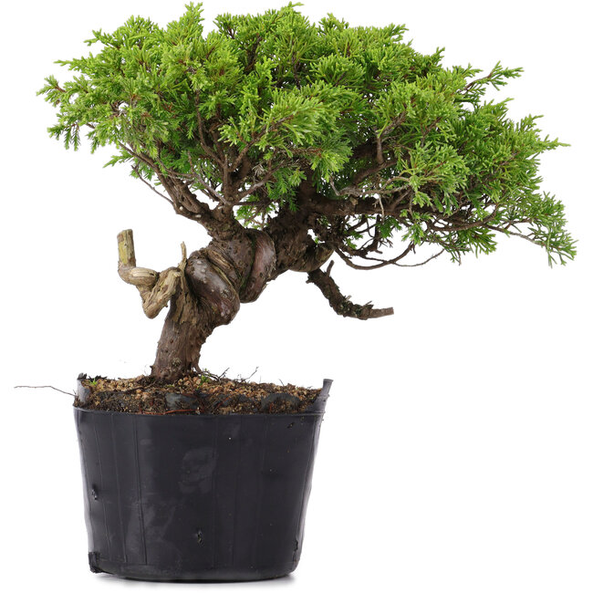 Juniperus Chinensis Itoigawa, 23 cm, ± 20 jaar oud