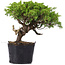 Juniperus Chinensis Itoigawa, 23 cm, ± 20 anni