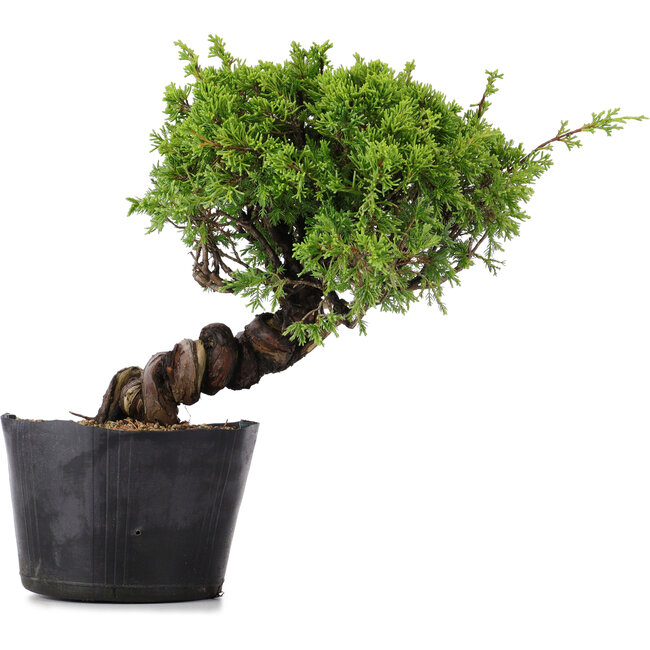 Juniperus Chinensis Itoigawa, 24 cm, ± 20 years old