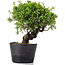 Juniperus Chinensis Itoigawa, 24 cm, ± 20 jaar oud