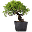 Juniperus Chinensis Itoigawa, 24 cm, ± 20 años