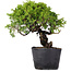 Juniperus Chinensis Itoigawa, 24 cm, ± 20 jaar oud