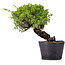 Juniperus Chinensis Itoigawa, 24 cm, ± 20 years old