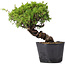 Juniperus Chinensis Itoigawa, 24 cm, ± 20 anni