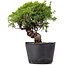 Juniperus Chinensis Itoigawa, 24 cm, ± 20 jaar oud