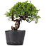 Juniperus Chinensis Itoigawa, 24 cm, ± 20 jaar oud