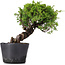 Juniperus Chinensis Itoigawa, 24 cm, ± 20 jaar oud