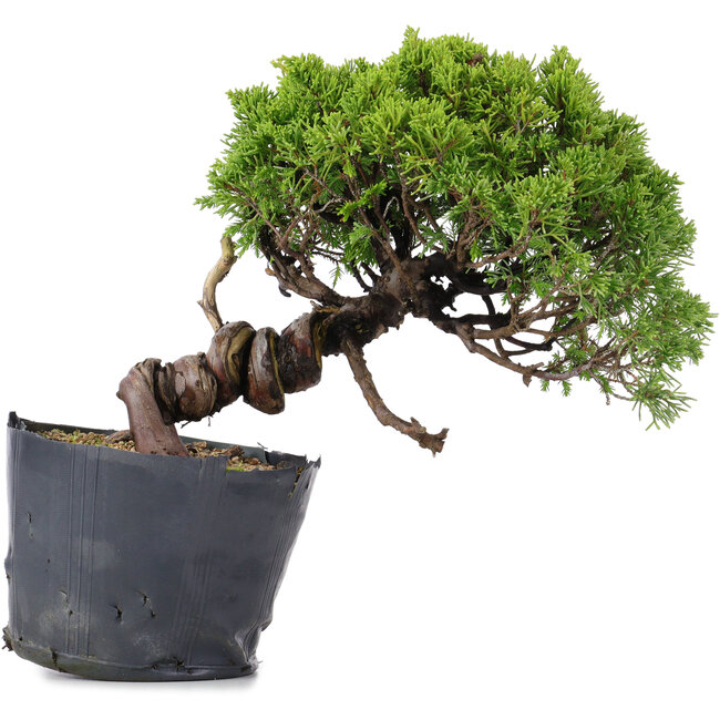 Juniperus Chinensis Itoigawa, 23 cm, ± 20 jaar oud