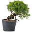 Juniperus Chinensis Itoigawa, 23 cm, ± 20 anni