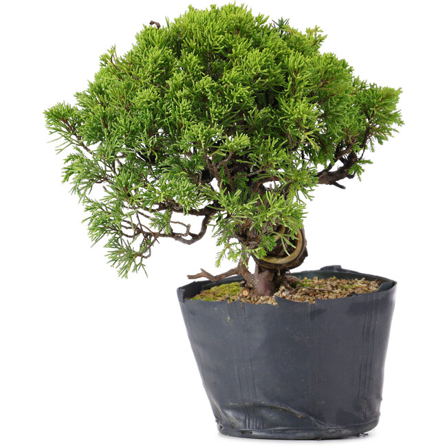 Juniperus Chinensis Itoigawa, 23 cm, ± 20 ans