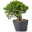 Juniperus Chinensis Itoigawa, 23 cm, ± 20 years old