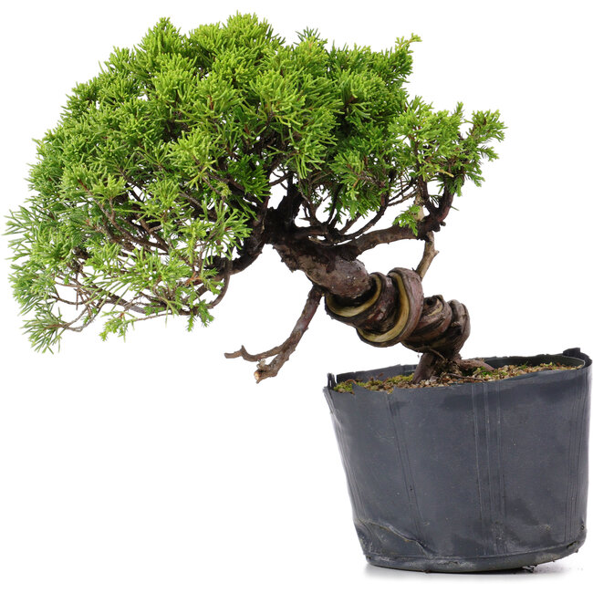 Juniperus Chinensis Itoigawa, 23 cm, ± 20 jaar oud