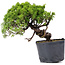 Juniperus Chinensis Itoigawa, 23 cm, ± 20 jaar oud