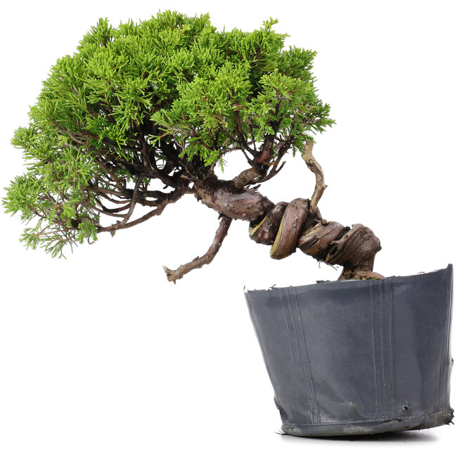 Juniperus Chinensis Itoigawa, 23 cm, ± 20 Jahre alt