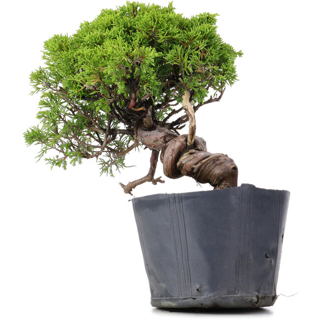 Juniperus Chinensis Itoigawa, 23 cm, ± 20 years old