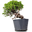 Juniperus Chinensis Itoigawa, 23 cm, ± 20 jaar oud