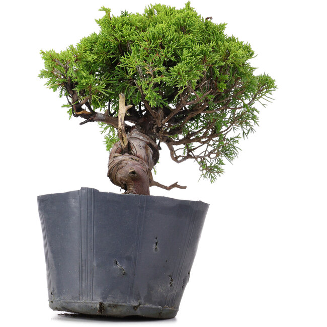 Juniperus Chinensis Itoigawa, 23 cm, ± 20 jaar oud