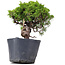 Juniperus Chinensis Itoigawa, 23 cm, ± 20 jaar oud