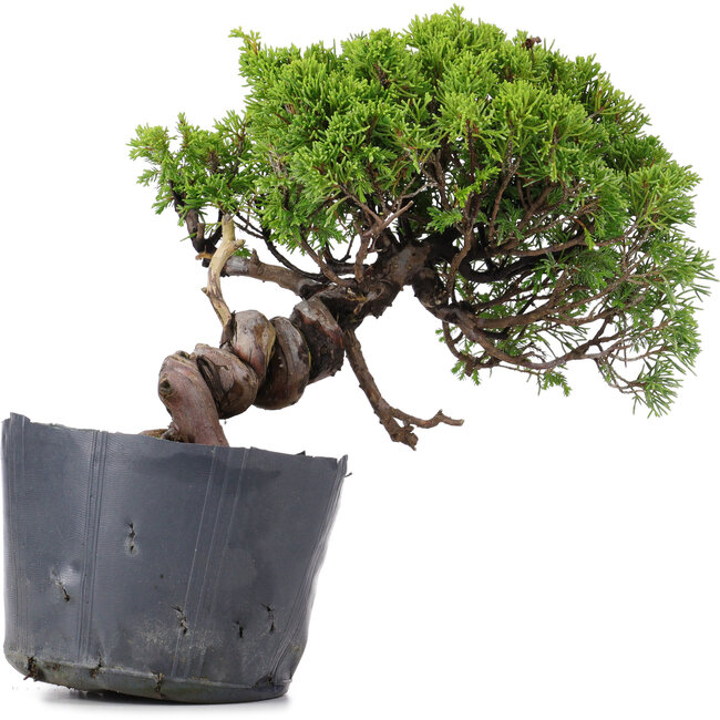 Juniperus Chinensis Itoigawa, 23 cm, ± 20 ans