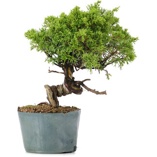 Juniperus Chinensis Itoigawa, 24 cm, ± 20 anni