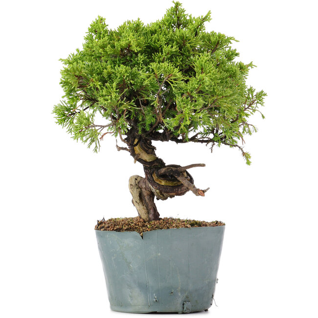 Juniperus Chinensis Itoigawa, 24 cm, ± 20 jaar oud