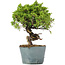 Juniperus Chinensis Itoigawa, 24 cm, ± 20 jaar oud