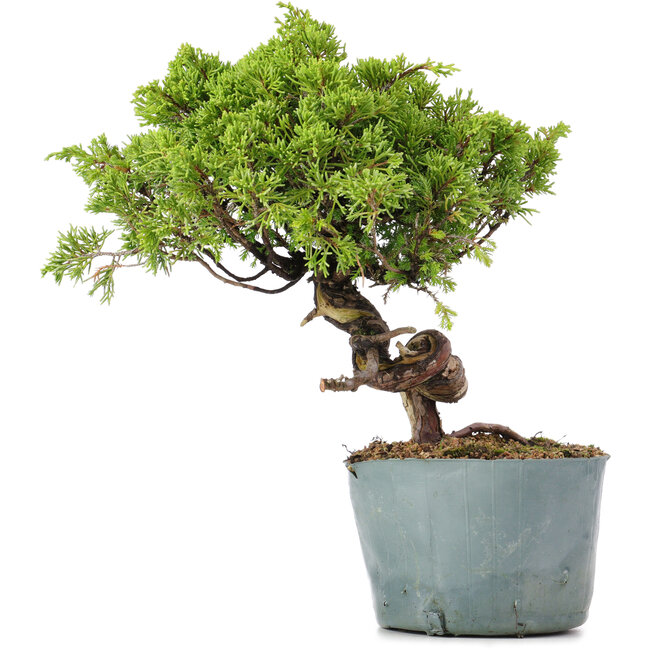 Juniperus Chinensis Itoigawa, 24 cm, ± 20 Jahre alt