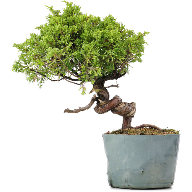 Juniperus Chinensis Itoigawa, 24 cm, ± 20 Jahre alt