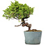 Juniperus Chinensis Itoigawa, 24 cm, ± 20 anni