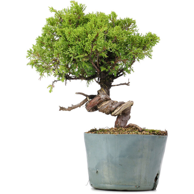 Juniperus Chinensis Itoigawa, 24 cm, ± 20 Jahre alt