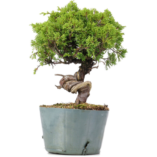 Juniperus Chinensis Itoigawa, 24 cm, ± 20 ans