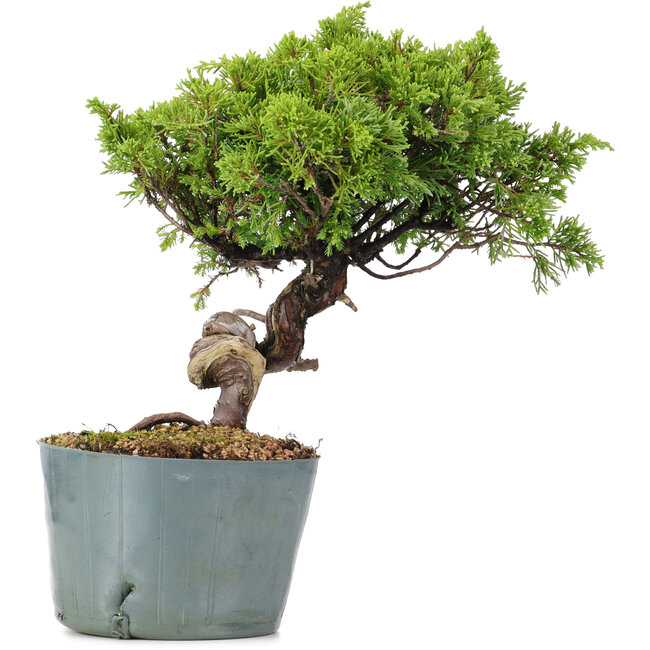 Juniperus Chinensis Itoigawa, 24 cm, ± 20 Jahre alt