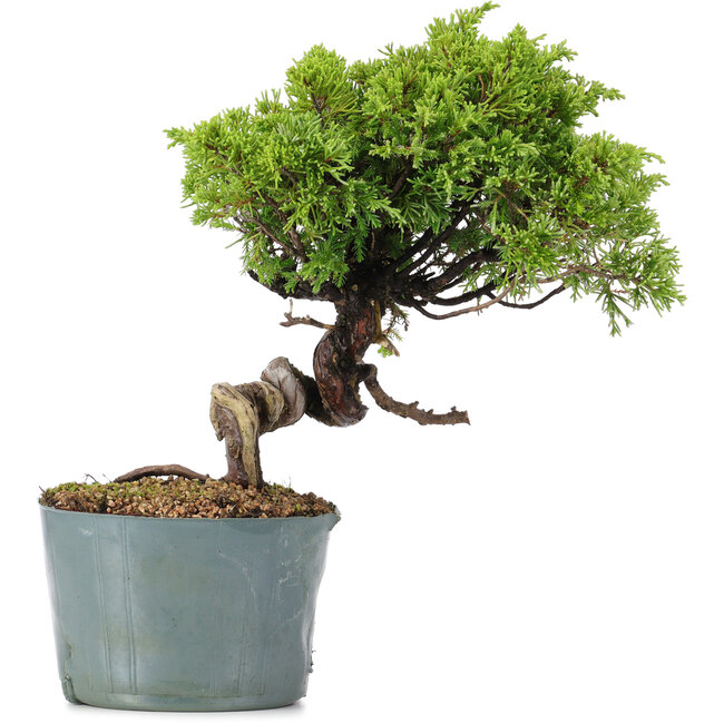 Juniperus Chinensis Itoigawa, 24 cm, ± 20 años