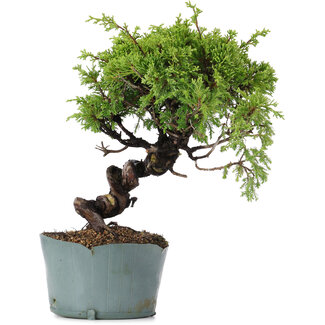 Juniperus Chinensis Itoigawa, 24 cm, ± 20 anni