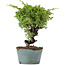 Juniperus Chinensis Itoigawa, 24 cm, ± 20 ans