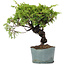 Juniperus Chinensis Itoigawa, 24 cm, ± 20 ans