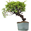 Juniperus Chinensis Itoigawa, 24 cm, ± 20 ans